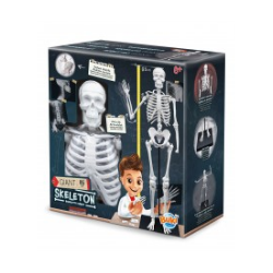 Squelette 85 cm